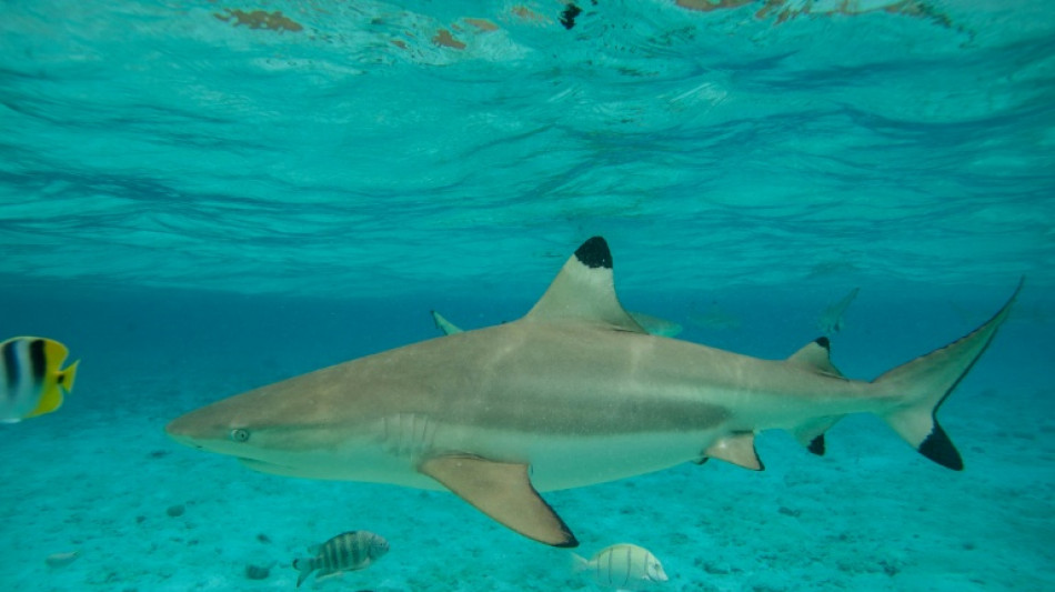 Polyn&eacute;sie fran&ccedil;aise: lancement d'une vaste campagne d'observation a&eacute;rienne des grandes esp&egrave;ces marines