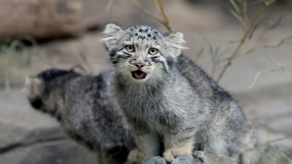  'Grumpy' Pallas kittens on display at Japan zoo 