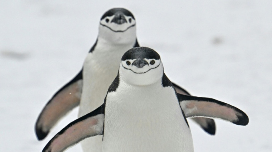  Climate change strips island's title of largest penguin colony: study 