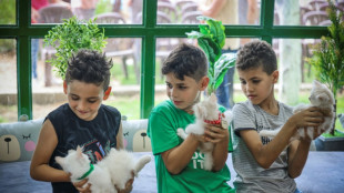 'Gato Café' oferece respiro aos habitantes de Gaza