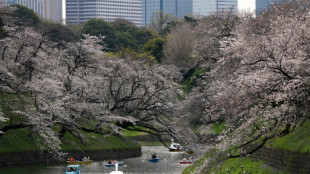 Floração total de cerejeiras, um espetáculo para turistas e habitantes em Tóquio