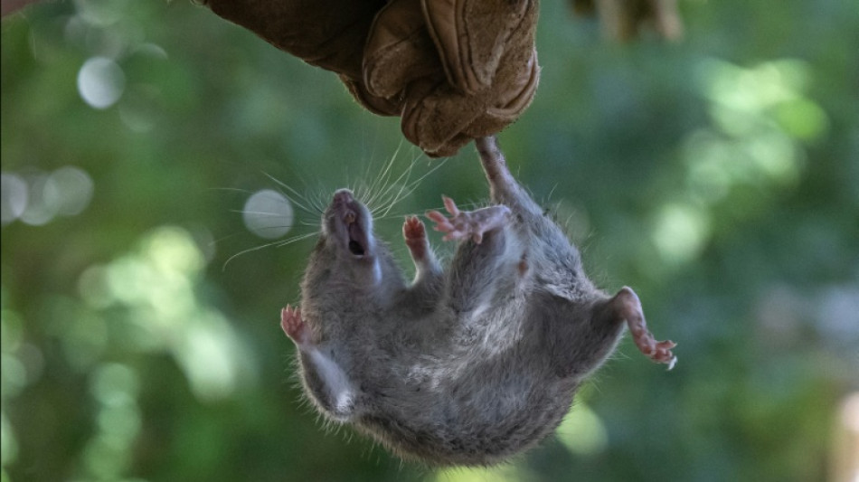  Hantavirus: Argentinien entsendet Experten nach Ushuaia zur Untersuchung von Nagern 