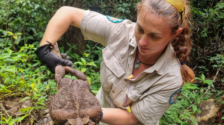Australian rangers find 'monster' 2.7 kg cane toad  