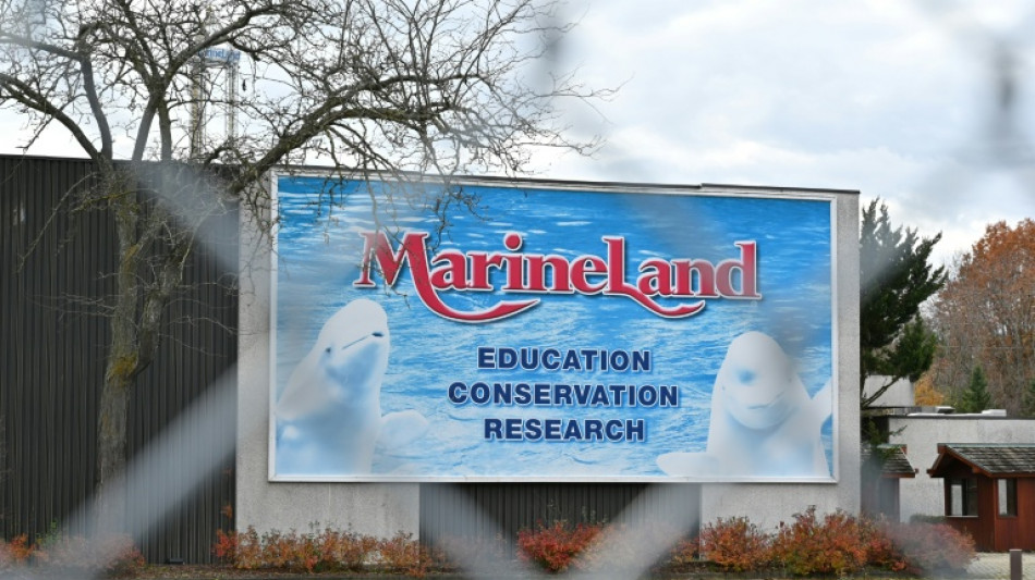 Au Canada, l'avenir incertain des bélugas de Marineland menacés d'euthanasie