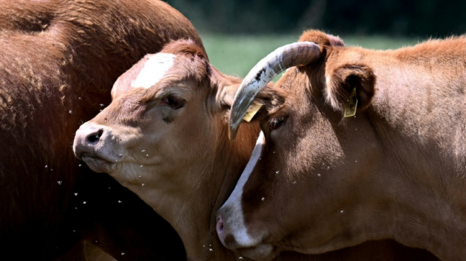  Unbekannte stehlen 70 Rinder von Weide in Brandenburg 