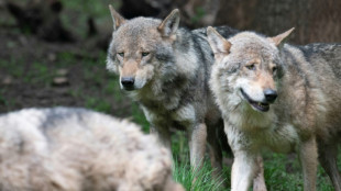 Schutzstatus von Wölfen: Umweltministerin warnt vor Angriff auf Artenschutzrecht