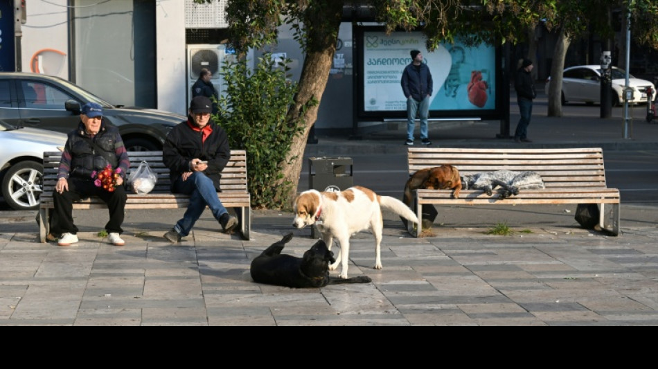  En Géorgie, les chiens errants entre adoration et danger sanitaire 
