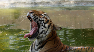 Messico, uccisa la tigre Kenzo che era fuggita da un centro privato