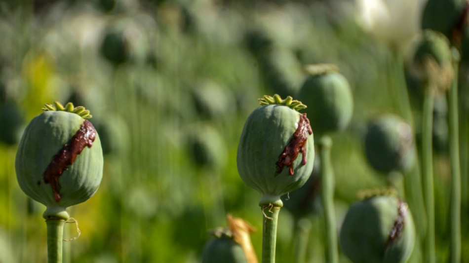 60 Kilogramm Opium in Maschinenteilen entdeckt - zwei Festnahmen