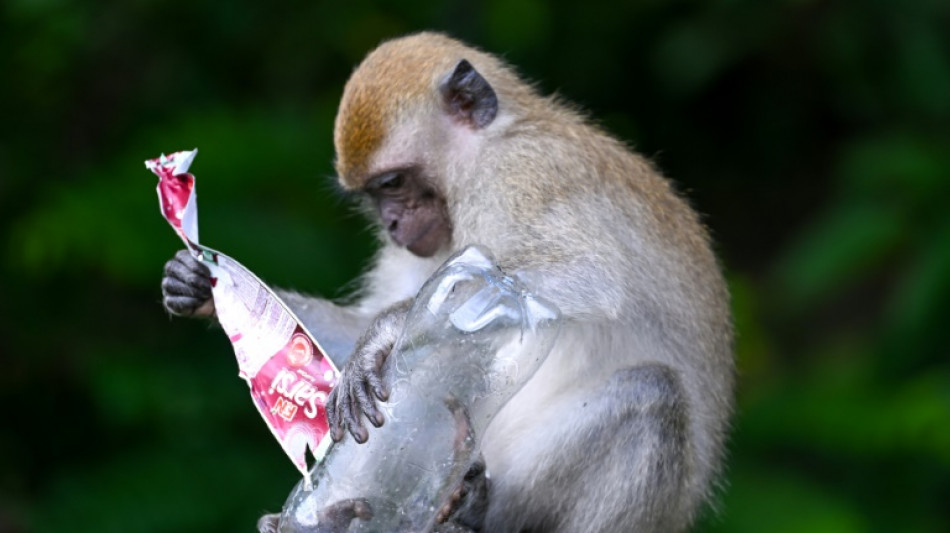 Con la edad, los macacos se aíslan socialmente, como los humanos