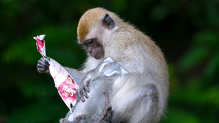 Con la edad, los macacos se aíslan socialmente, como los humanos
