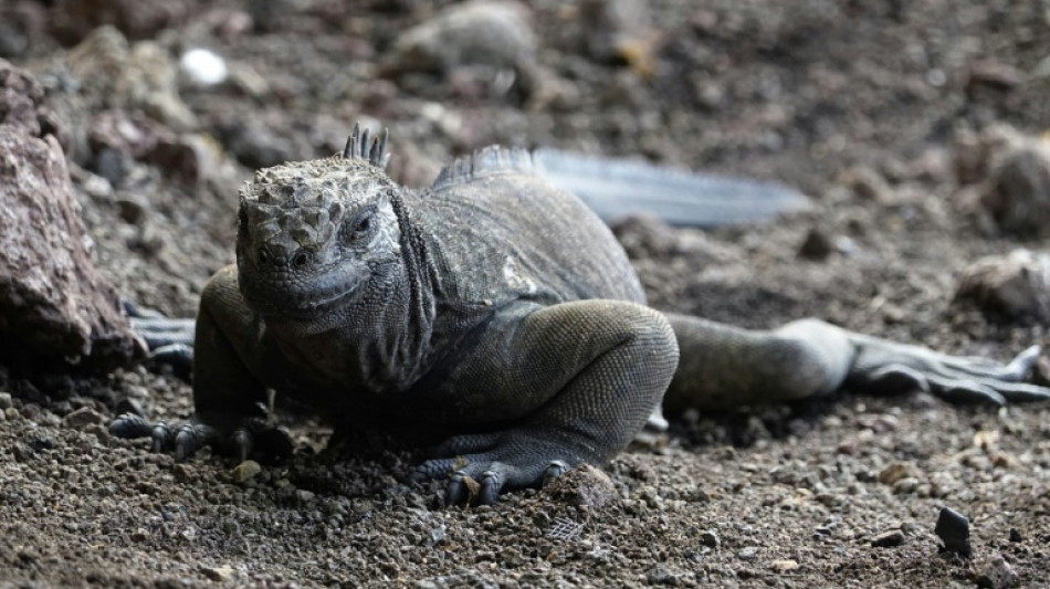 Galápagos-Landleguan breitet sich nach einem Jahrhundert wieder auf Insel Santiago aus