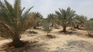 El "cinturón verde" de Kerbala, en Irak, olvidado en la titubeante lucha por el clima