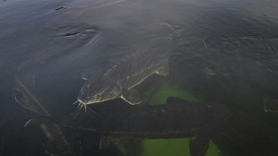 Le caviar de b&eacute;luga, le tr&eacute;sor du lac Kardjali en Bulgarie