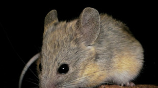 Un rat&oacute;n de altura extrema abre pistas para la medicina