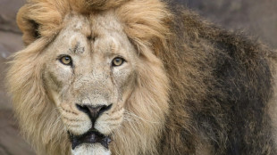 Big CAT scan: London Zoo treats lion with earache