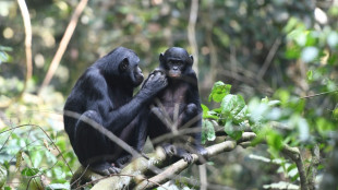 Les bonobos caïds ont plus de succès auprès des femelles