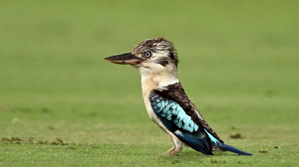 Des scientifiques découvrent un taux important de changement de sexe chez certains oiseaux