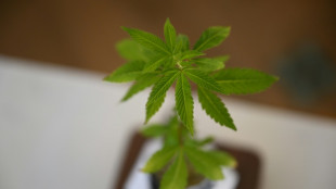 Bundesregierung bringt Cannabis-Legalisierung auf den Weg