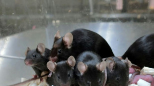 Freeze-dried mice: how a new technique could help conservation