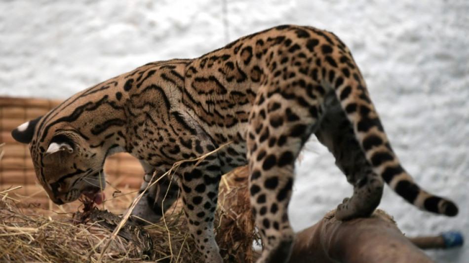  Interpol incauta m&aacute;s de 1.000 animales traficados ilegalmente en Am&eacute;rica Latina 