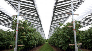 Aux Pays-Bas, &agrave; la recherche d'espace pour l'&eacute;nergie solaire