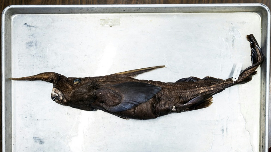  Costa Rica: des chercheurs pensent avoir d&eacute;couvert une nouvelle esp&egrave;ce de requin fant&ocirc;me  