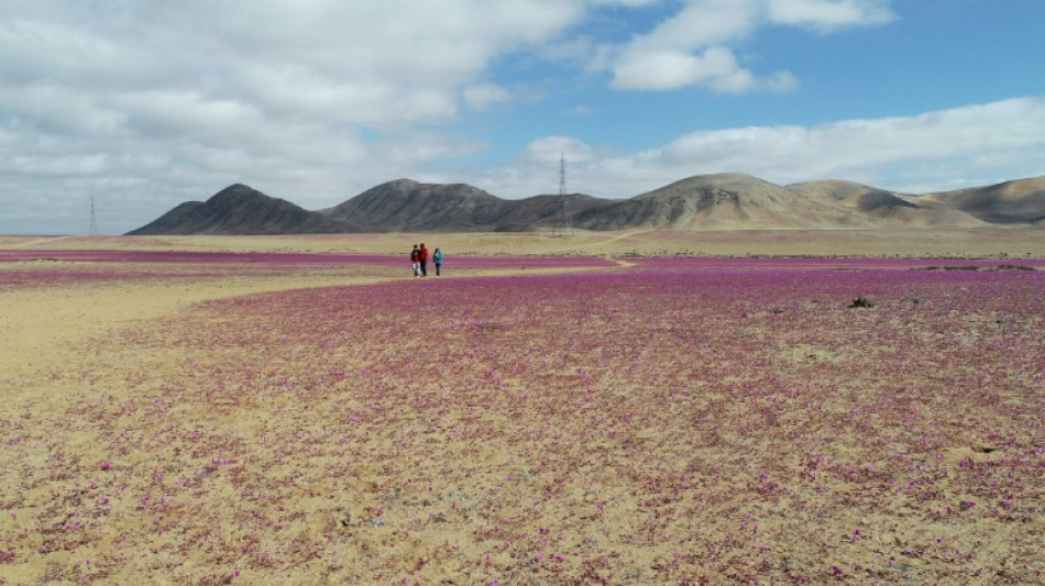 Chili: des pluies inhabituelles font fleurir le d&eacute;sert aride d'Atacama