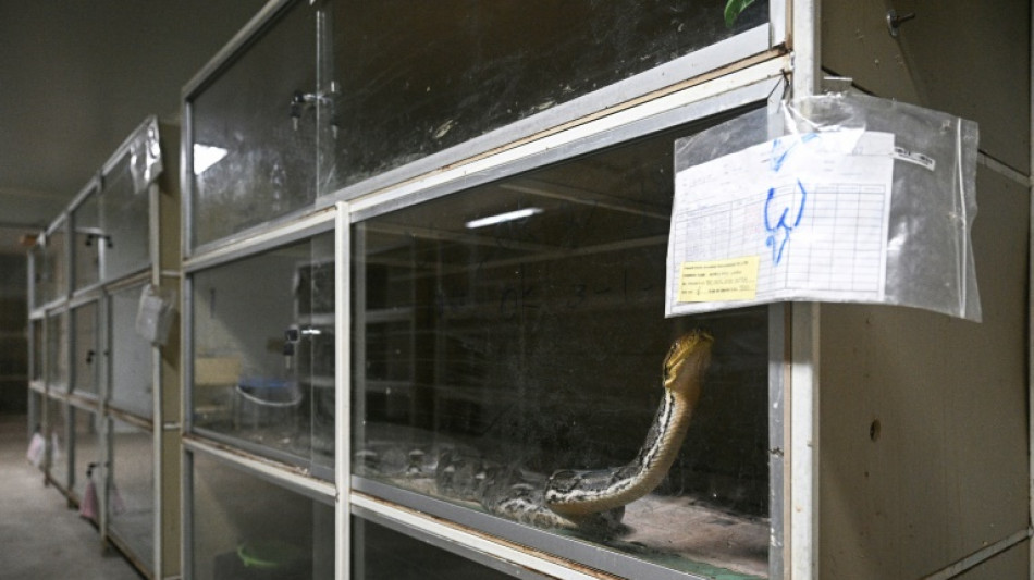Carne de serpiente, una alternativa para una dieta rica en prote&iacute;nas