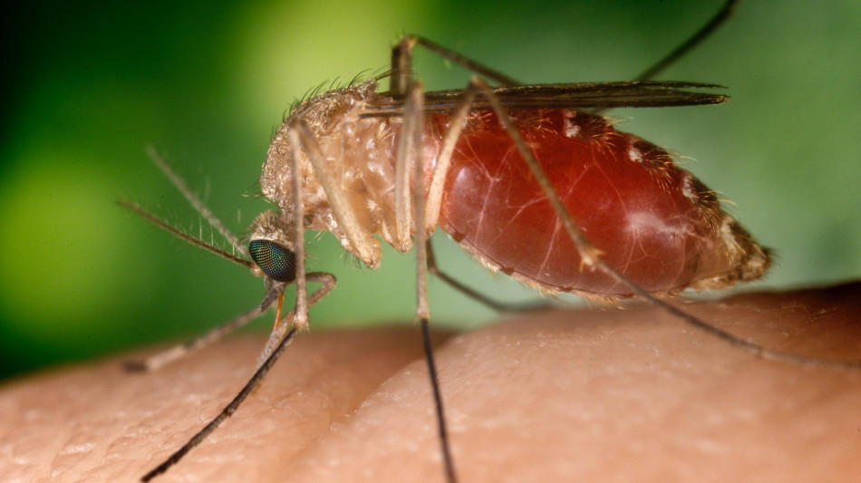  Iss, in Italia 787 casi di West Nile, 369 di dengue e 30 di chikungunya 
