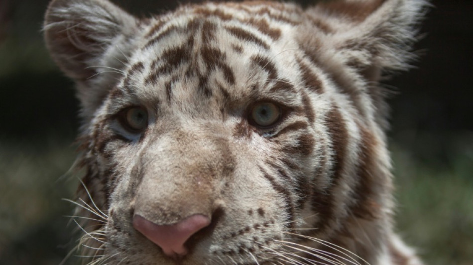  La population de tigres continue d'augmenter au N&eacute;pal, avec 429 individus  