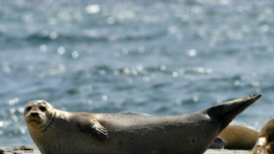 Seehundbestand im Wattenmeer sinkt auf niedrigsten Stand seit 2010