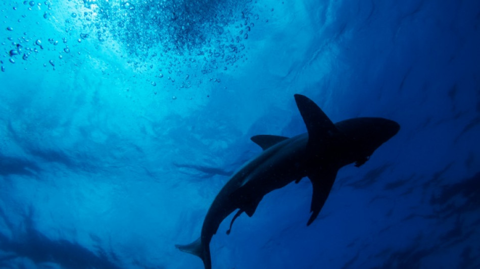 Weltartenkonferenz beschließt besseren Schutz der Haie