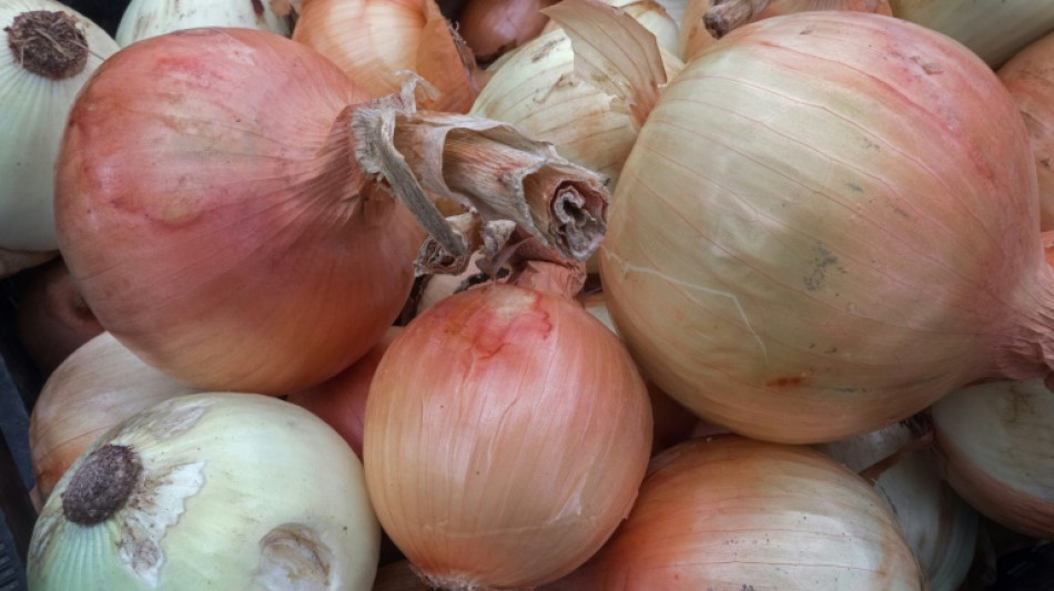 Decomisan m&aacute;s de 600 kg de metanfetamina camuflada como cebollas
