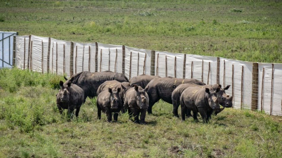 Ruanda acoge a 70 rinocerontes blancos reubicados desde Sudáfrica