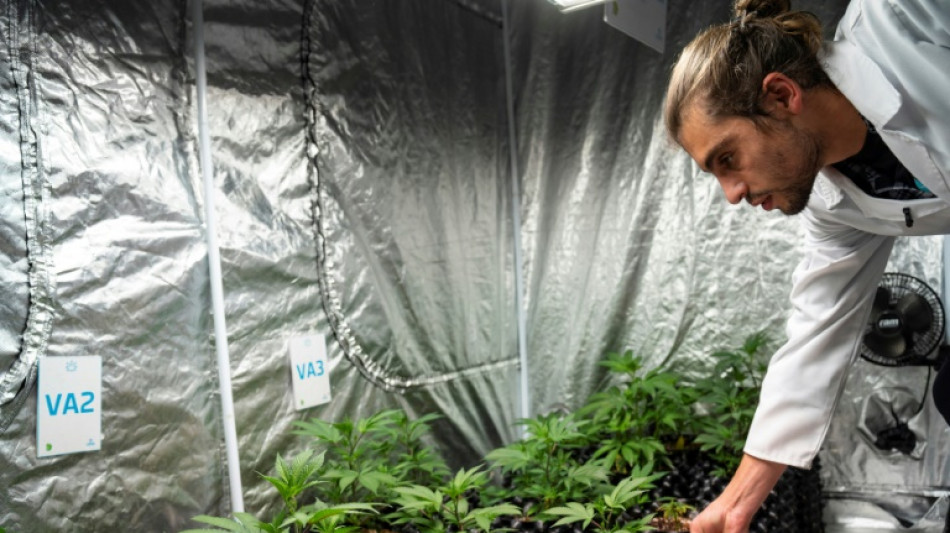 Bundeskabinett soll kommende Woche über Cannabis-Freigabe beraten