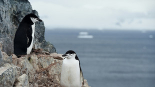 Studie: Pinguine machen bis zu 10.000 kurze Nickerchen am Tag