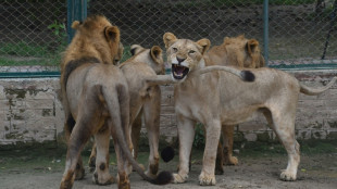 Pakistan: annulation d'une vente aux ench&egrave;res de lions