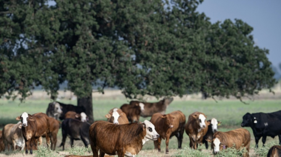  Trump's beef policies irk Texas ranchers, testing their loyalty 