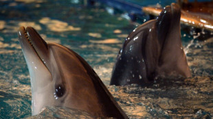 Reino Unido acusa Rússia de treinar golfinhos de combate na Crimeia