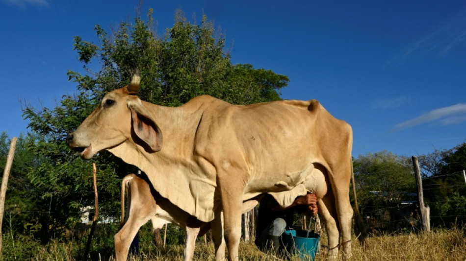  Ma&iacute;z seco, vacas raqu&iacute;ticas: la sequ&iacute;a de El Ni&ntilde;o arrasa Centroam&eacute;rica 