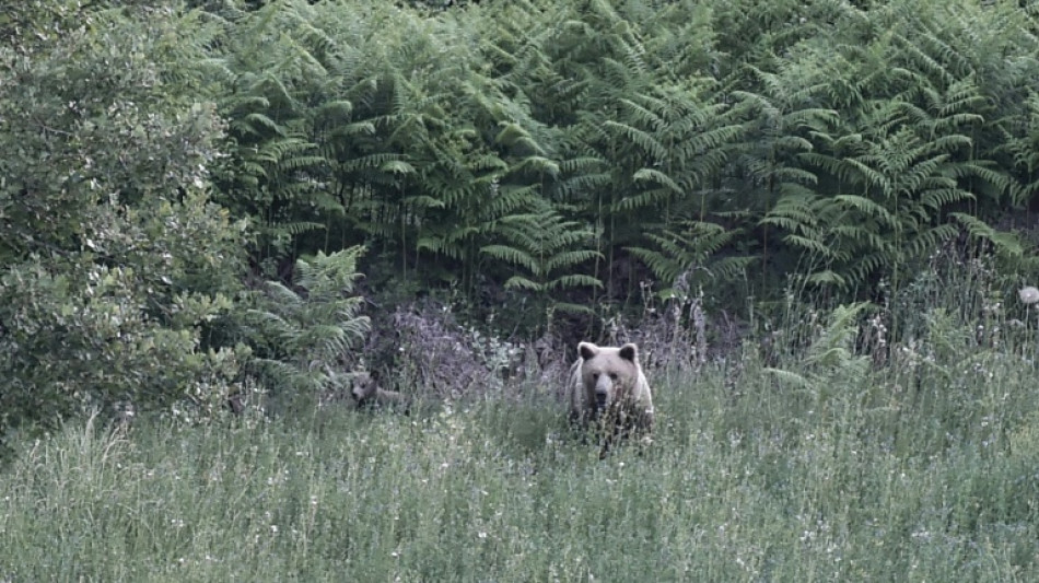  Dans le nord de la Gr&egrave;ce, le retour des ours bruns inqui&egrave;te la population 
