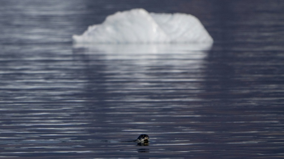 Rote Liste der Weltnaturschutzunion: Arktische Robben immer st&auml;rker gef&auml;hrdet