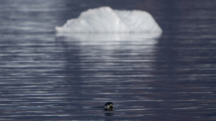 Rote Liste der Weltnaturschutzunion: Arktische Robben immer st&auml;rker gef&auml;hrdet