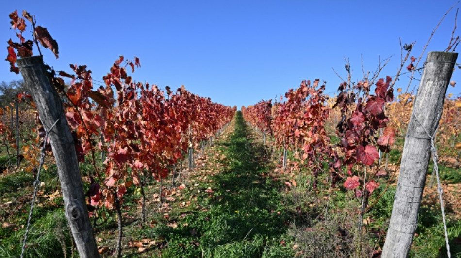  Hungary winemakers fear disease may 'wipe out' industry 