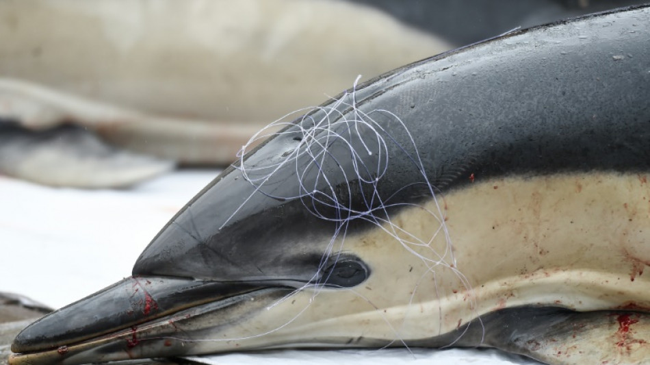 Dans le Golfe de Gascogne, la protection des dauphins et l'angoisse des pêcheurs