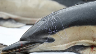 Protection des dauphins: les dérogations à la fermeture hivernale de la pêche jugées "trop importantes" 