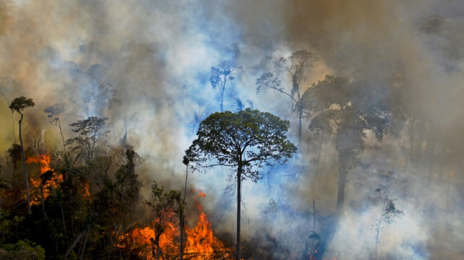 Waldbrände in Ländern Südamerikas verursachen höchsten CO2-Ausstoß seit 20 Jahren