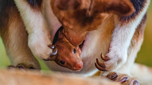 Seltenes Baumkänguru in britischem Zoo schlüpft erstmals aus mütterlichem Beutel