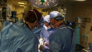 Paciente vivo recebe o primeiro transplante de rim de porco nos EUA